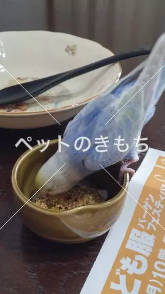 迷子鳥の画像