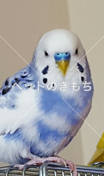 迷子鳥の画像