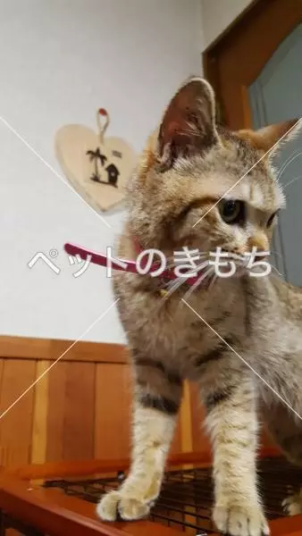 保護猫の画像
