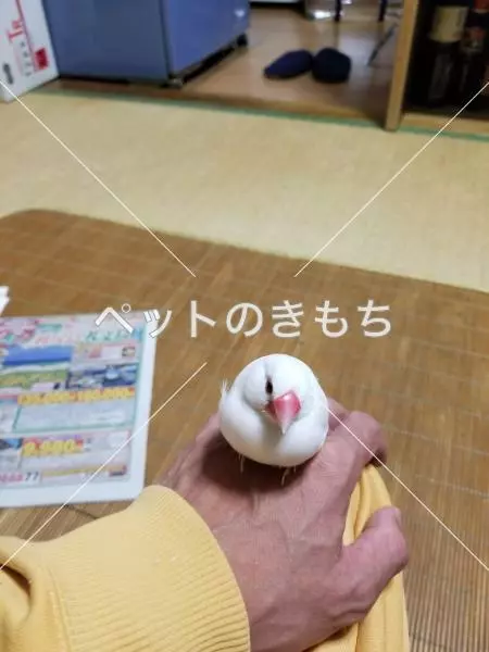 迷子鳥の画像