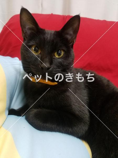 迷子猫の画像