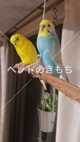 迷子鳥の画像