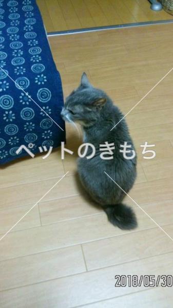 迷子猫の画像