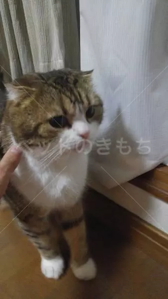 迷子猫の画像