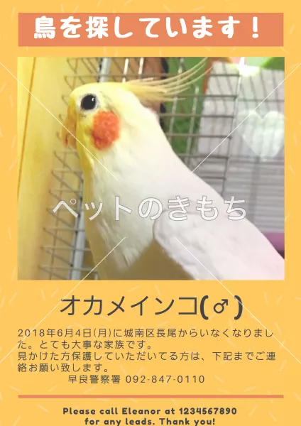 迷子鳥の画像