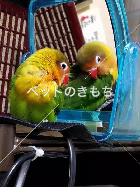 迷子鳥の画像