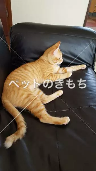 迷子猫の画像