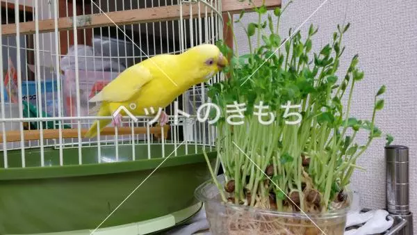 迷子鳥の画像