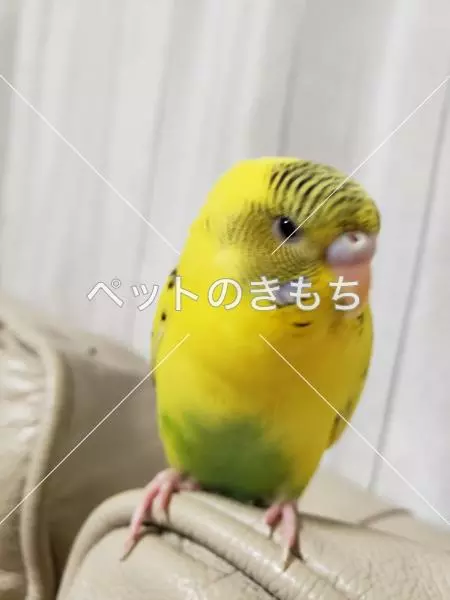 コメント投稿の画像