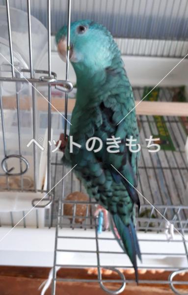 迷子鳥の画像