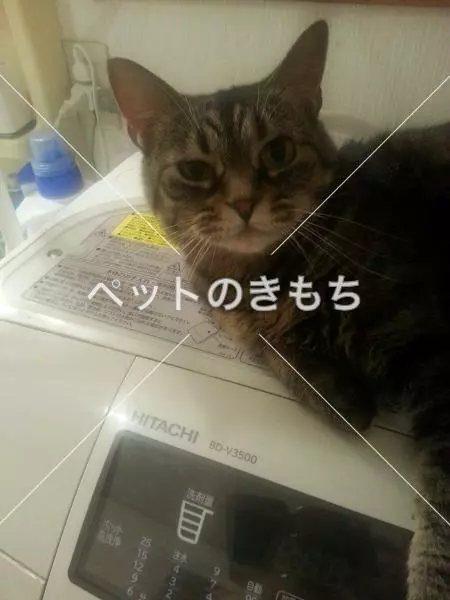 迷子猫の画像