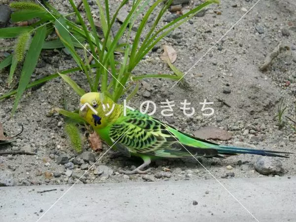 保護鳥の画像