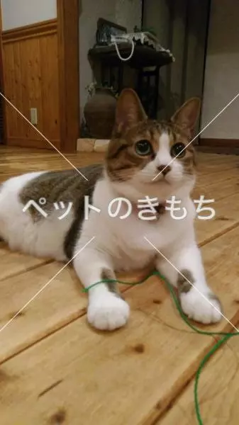 迷子猫の画像