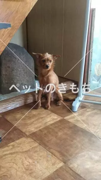 迷子犬の画像
