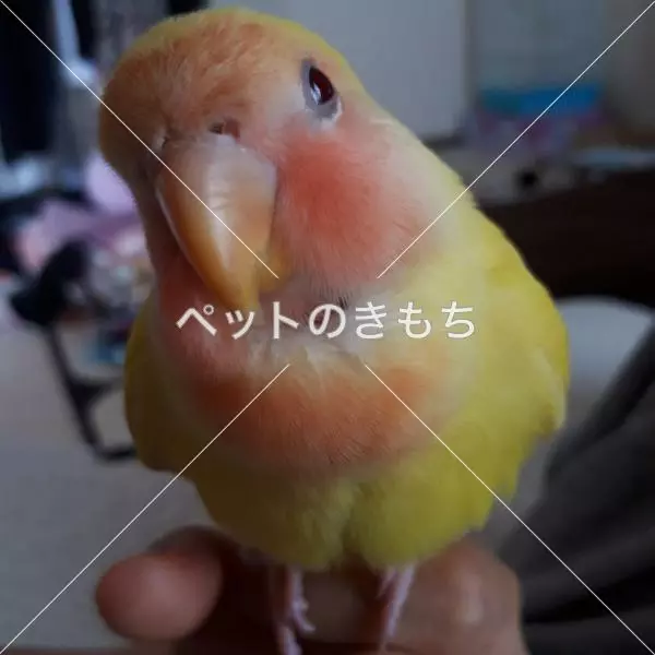 保護鳥の画像