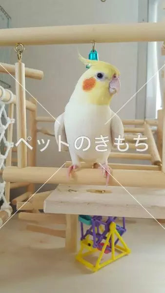 迷子鳥の画像