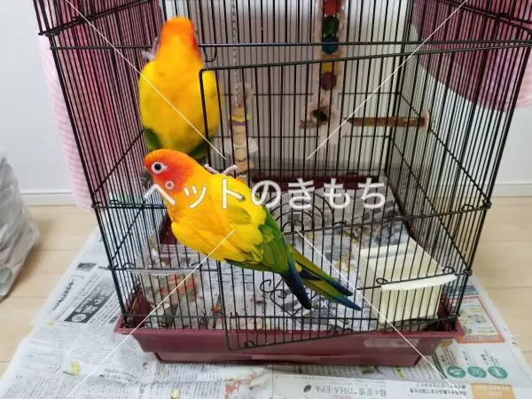 迷子鳥の画像