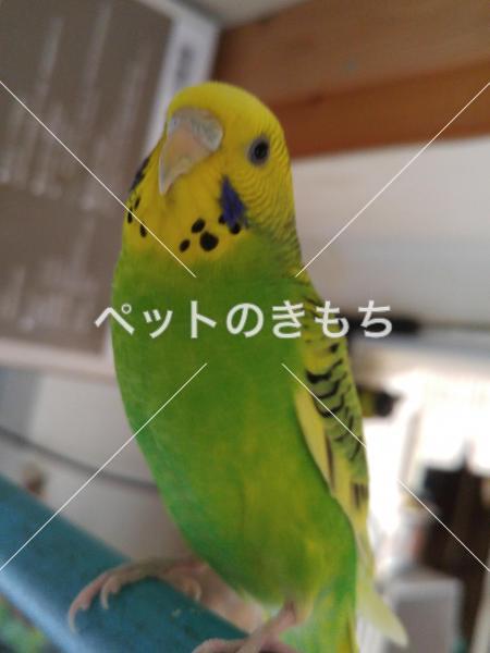 迷子鳥の画像