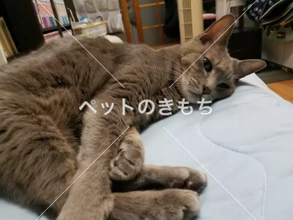迷子猫の画像