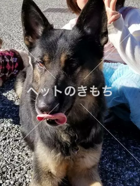 迷子犬の画像