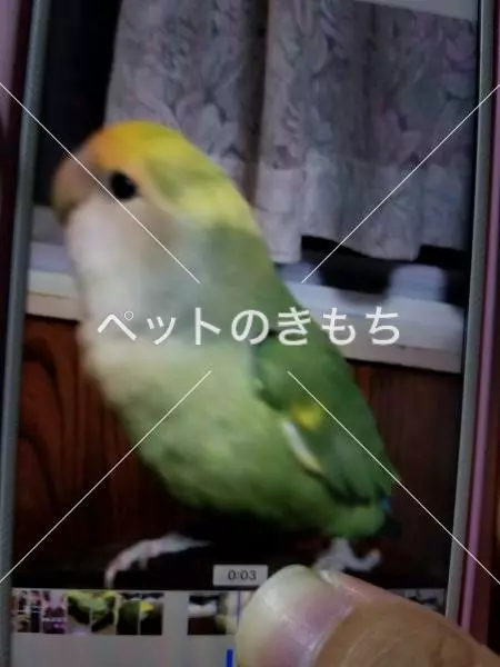 迷子鳥の画像