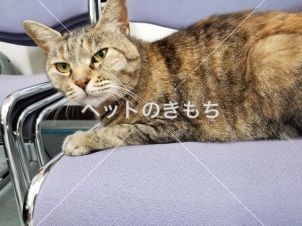 迷子猫の画像