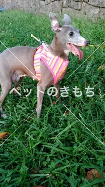 迷子犬の画像