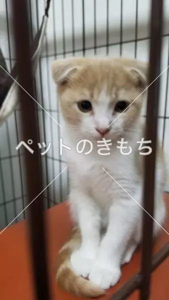 迷子猫の画像
