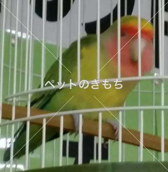 保護鳥の画像