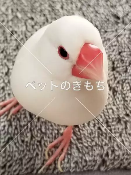 迷子鳥の画像