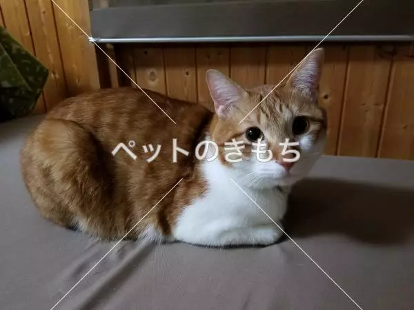 迷子猫の画像