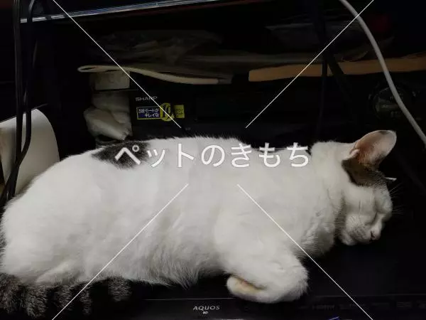 迷子猫の画像