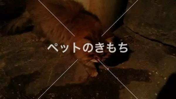 コメント投稿の画像