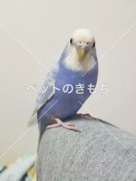迷子鳥の画像