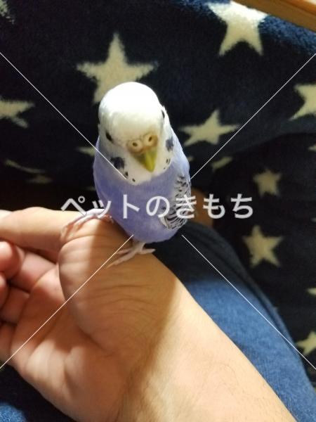 迷子鳥の画像