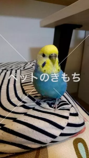 迷子鳥の画像