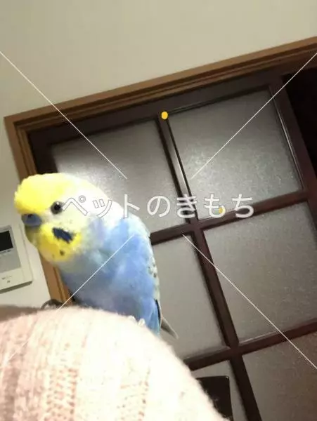 迷子鳥の画像