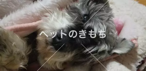 迷子犬の画像