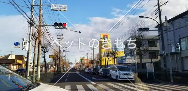 コメント投稿の画像