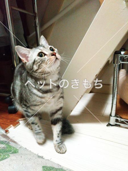 迷子猫の画像