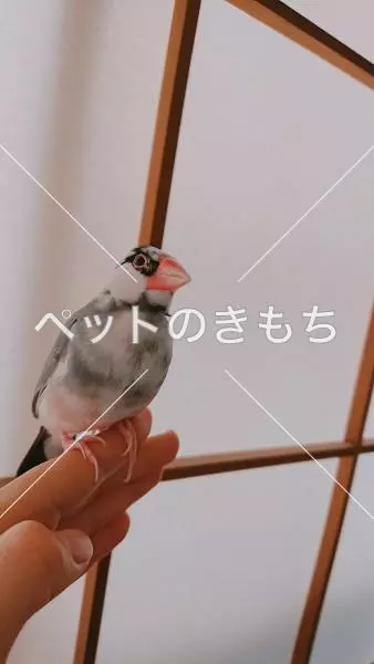 迷子鳥の画像