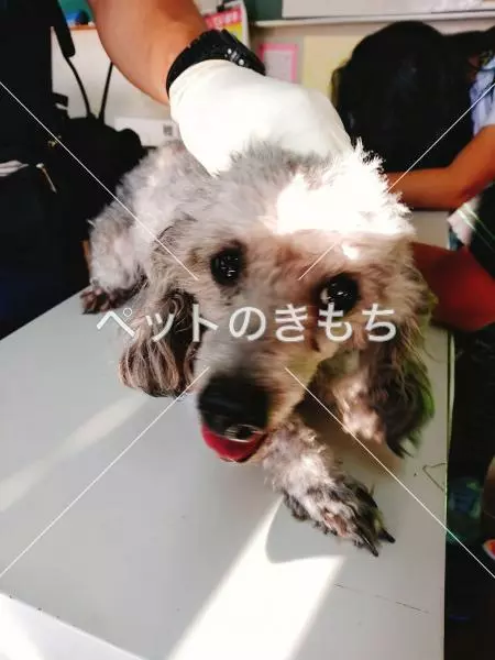 保護犬の画像