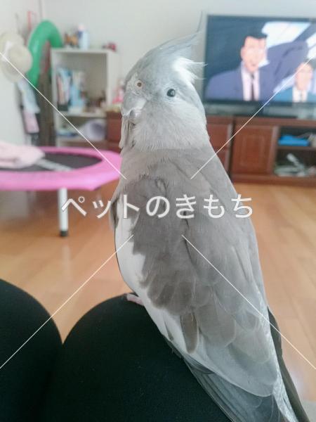 コメント投稿の画像