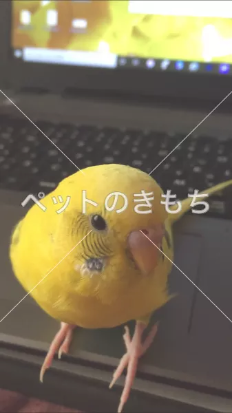 迷子鳥の画像