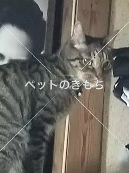迷子猫の画像