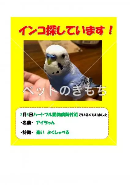 迷子鳥の画像