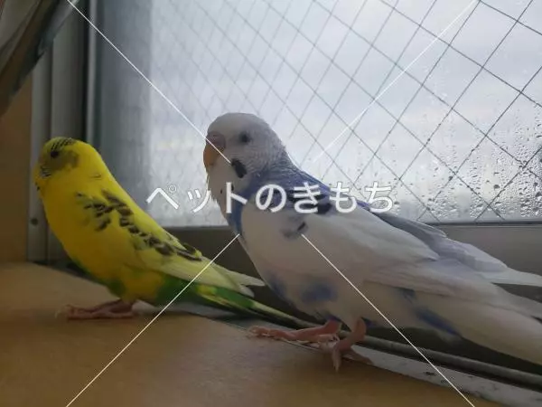 迷子鳥の画像