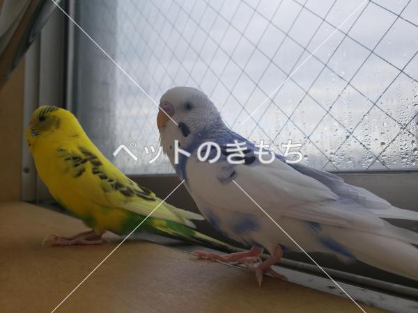 迷い鳥の写真
