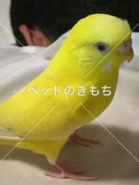 迷子鳥の画像
