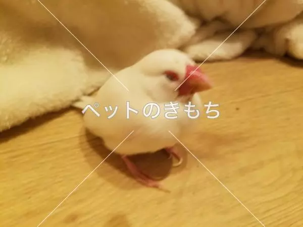 保護鳥の画像